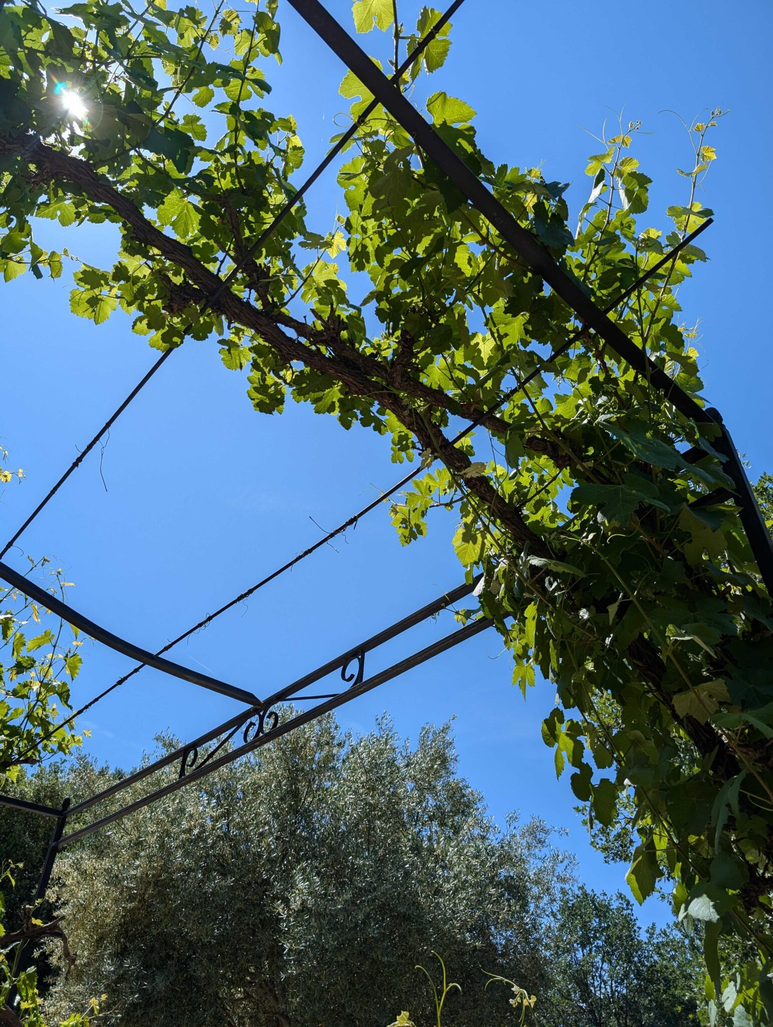 Pergola noire sur mesure avec poteaux en fer et croix de renfort pour soutenir une vigne à Saint-Maximin